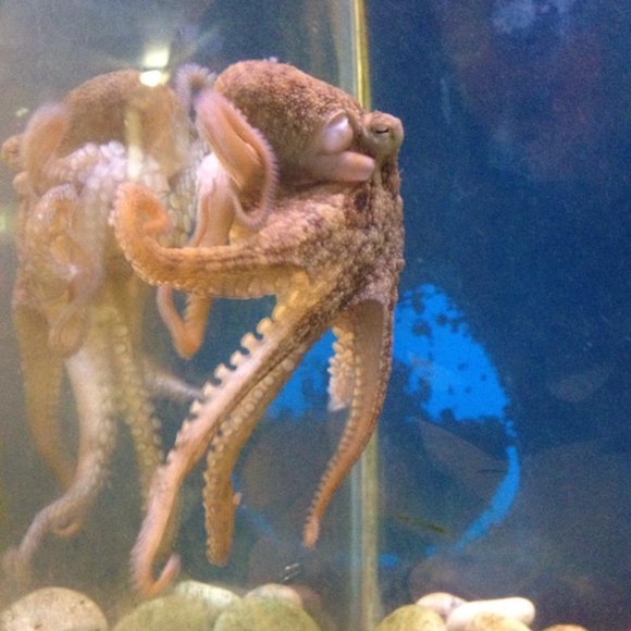 Meet your Posher, Ali! - Picture 1 of 1